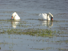 S163_02_SwansASwimming