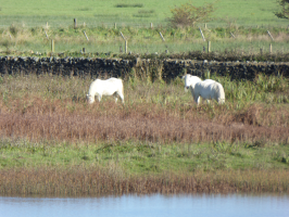 S163_04_Ponies