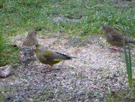 S170_04_NotOftenSeenGreenfinch