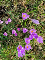 S171_02_PurpleCrocuses